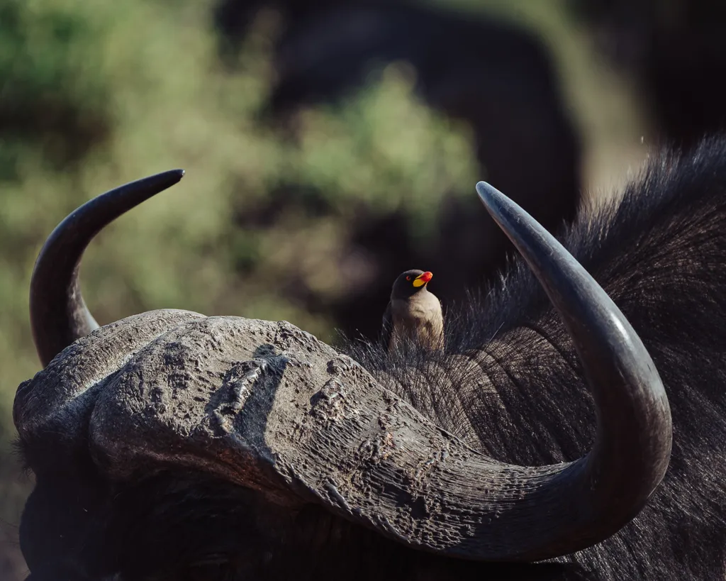 African Buffalo