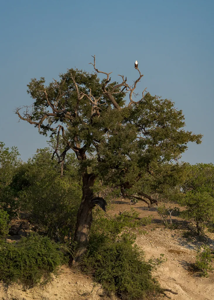 African Fish-Eagle