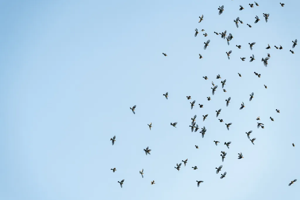 Asian House-Martin