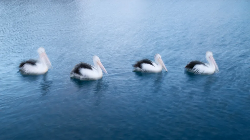 Australian Pelican