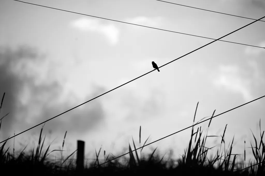 Bird Silhouette