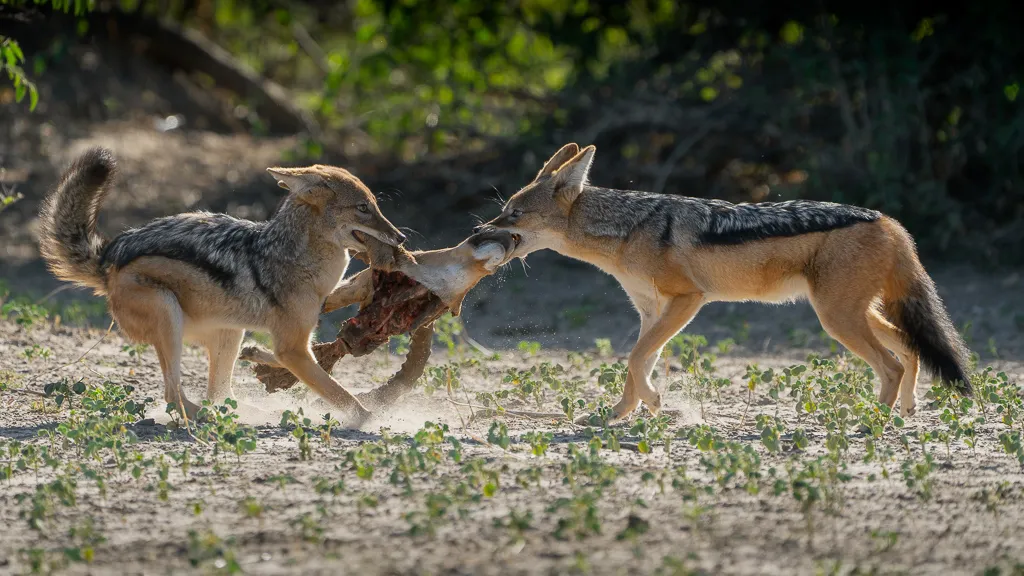Black-backed Jackal