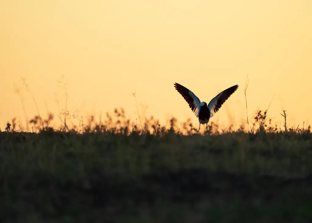 Blacksmith Lapwing
