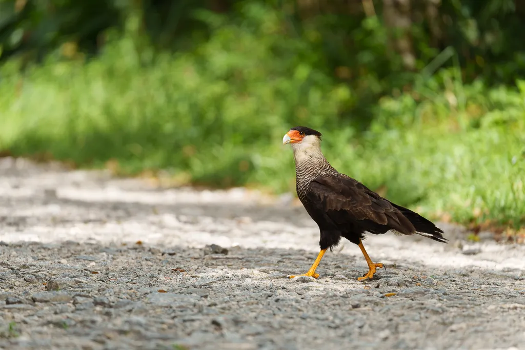 Crested Caracara