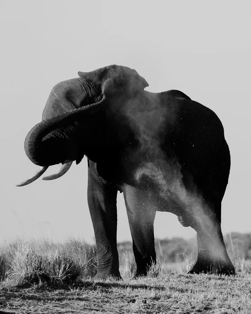 Elephant