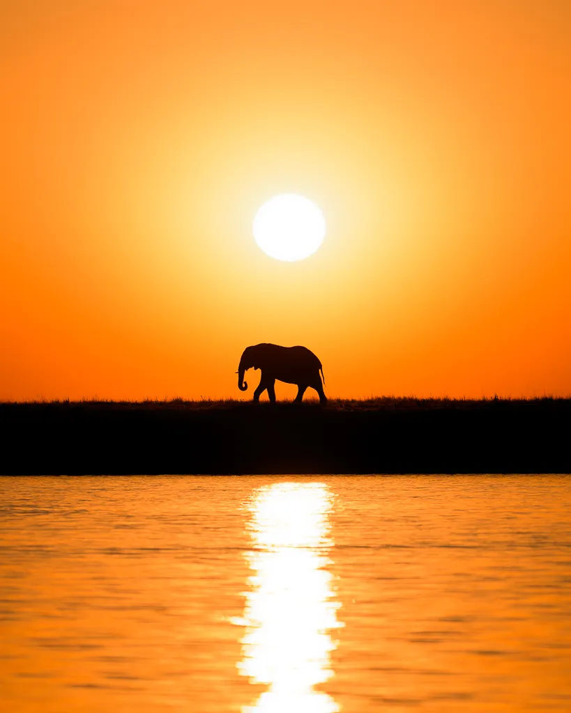 Elephant