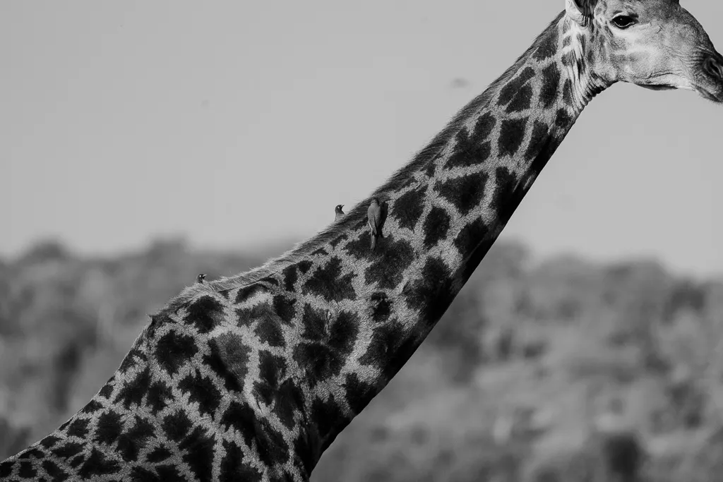 Giraffe