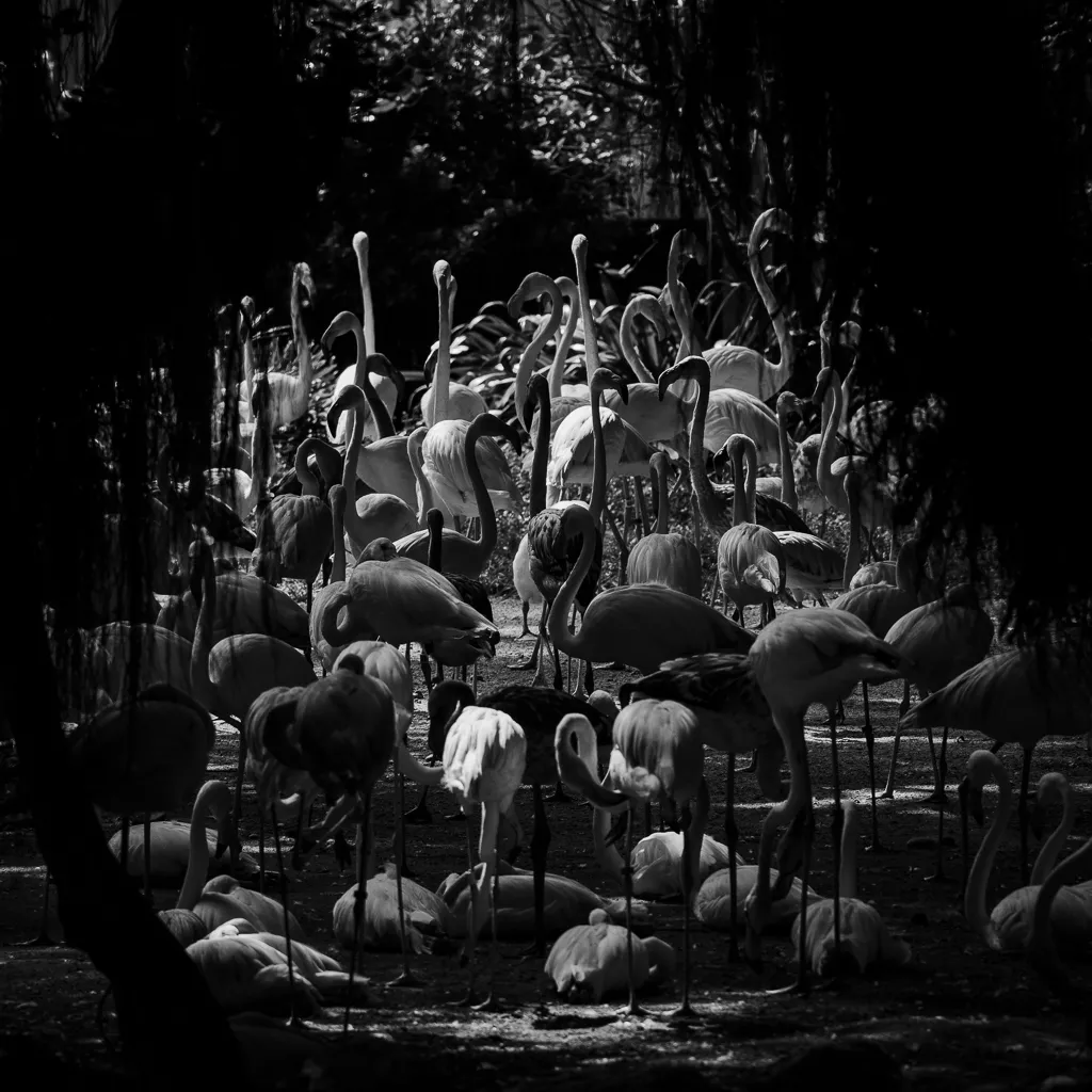 Greater Flamingo