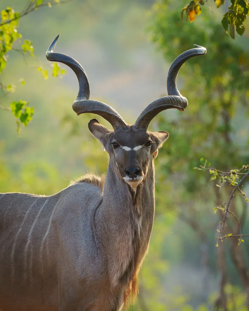 Greater Kudu