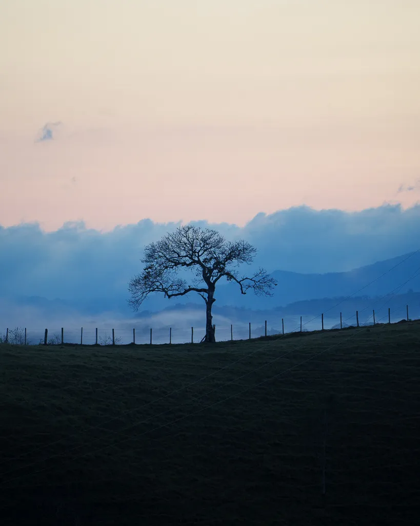Lone Tree