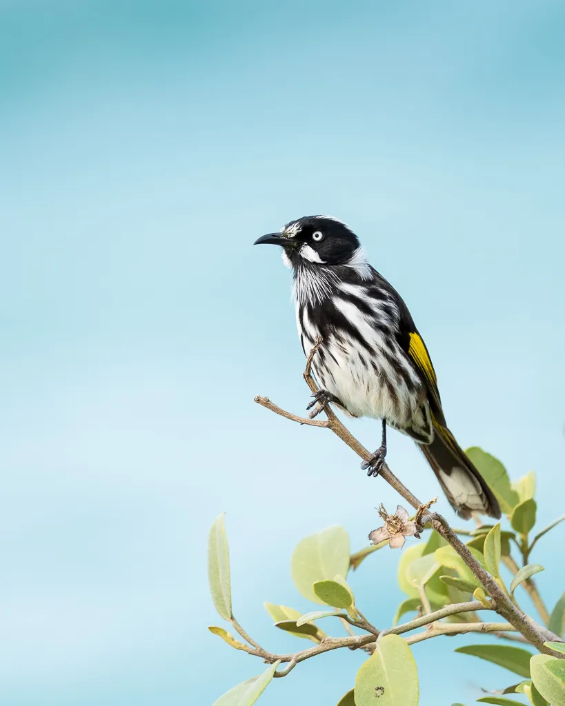 New Holland Honeyeater