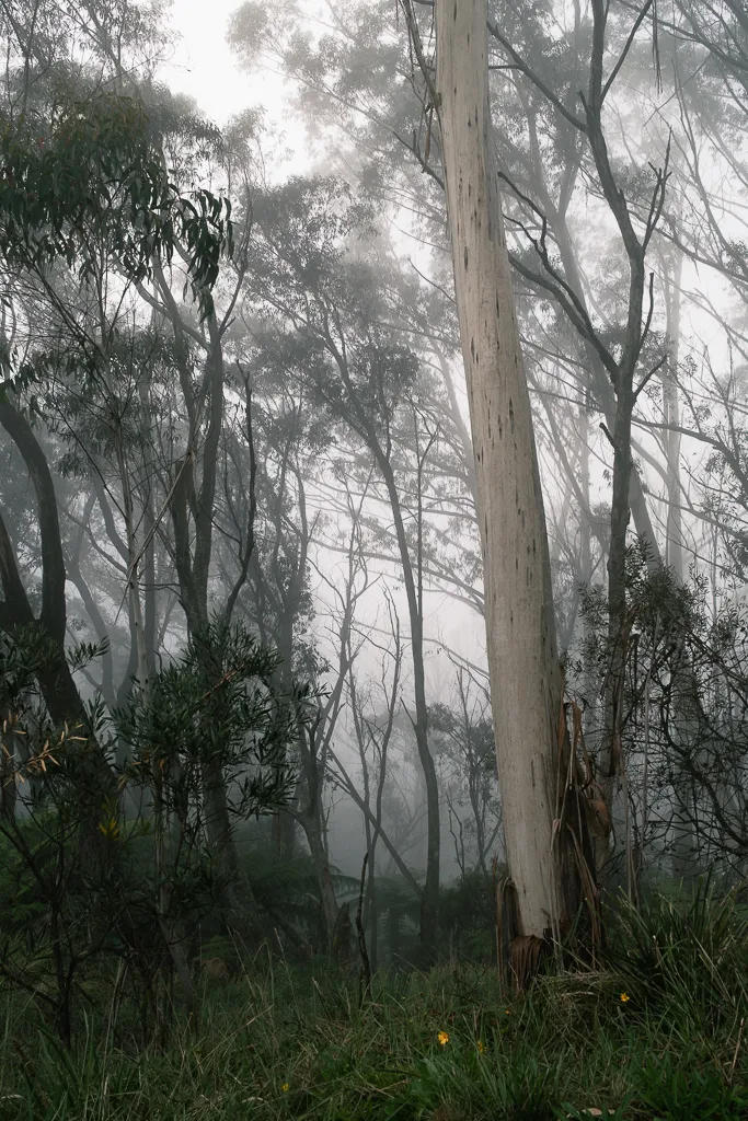 Road to The Blue Mountains