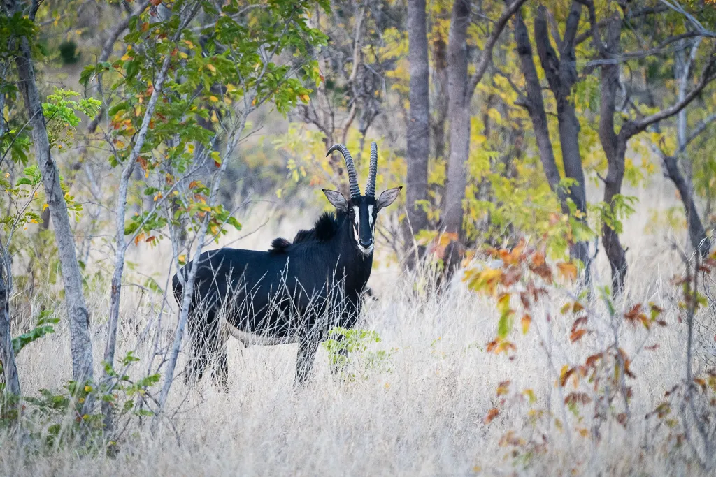 Sable Antelope