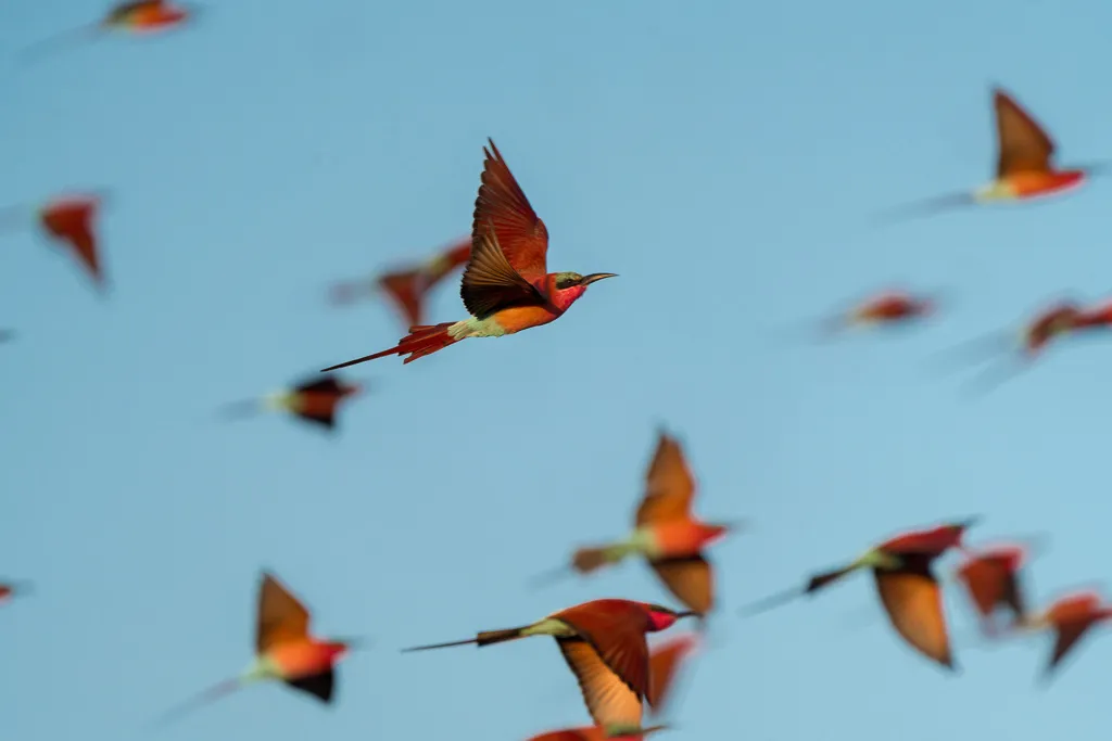 Southern Carmine Bee-eater