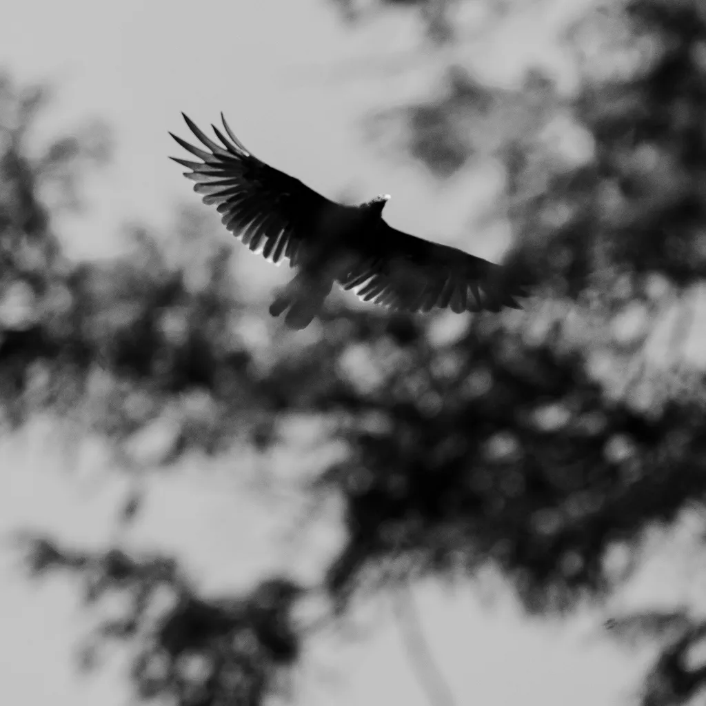 Turkey Vulture
